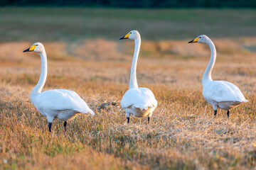 swans on the field