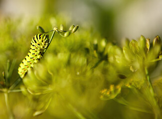 Colorful caterpillar resting on green foliage during warm afternoon light in a lush garden habitat.