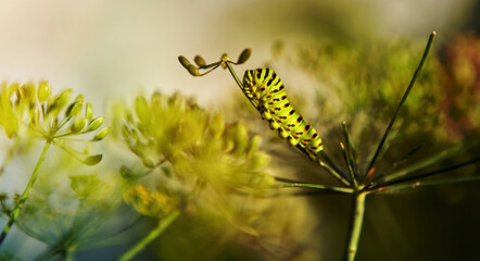 A vibrant caterpillar clings to a green plant, showcasing its striking coloration and intricate details during a sunny afternoon in a gardenativ.
