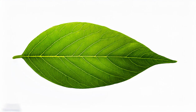 picture of a green leaf isolated on white background
