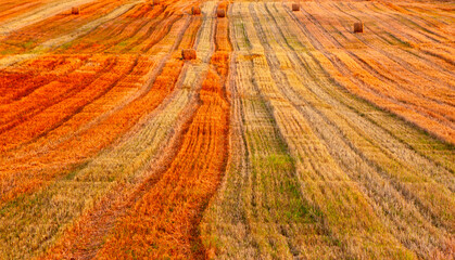 Autumn Harvest Landscape With Golden Wheat Fields and Colorful Lines of Orange and Yellow in Countryside