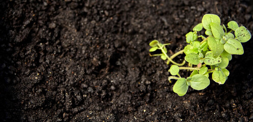 Lush green sprout emerging from the nutrient-rich black soil, symbolizing growth and new beginnings