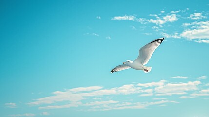 Solitary Seagull Soaring in Clear Blue Sky with Minimalist Composition