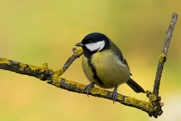 Fototapeta premium Colorful great tit ( Parus major ) perched on a tree trunk, photographed in horizontal, amazing background