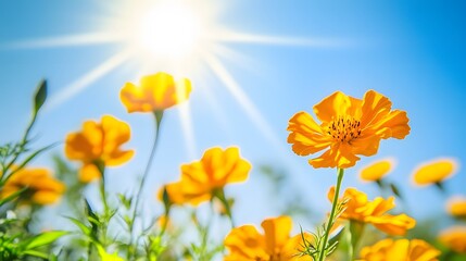 Obraz premium Bright and colorful marigolds with a vibrant, clear blue sky, orange and yellow hues with intricate petal details, strong sunlight creating sharp shadows, lively and uplifting mood