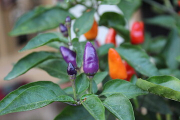 Chilli or Pepper cultivated in a field