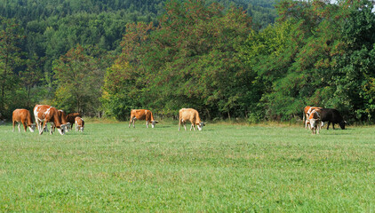 Cows grazing on a green grass meadow in summer 
