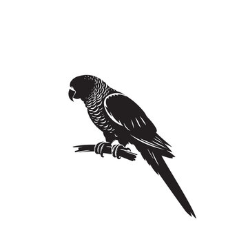 recommend clip art: Parrot silhouette. Parrot vector design. Parrot logo, icon black and white.