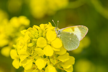 yellow butterfly on yellow flower, Euchloe penia	