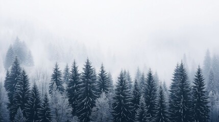 Fototapeta premium A serene winter scene of a snow-covered pine forest, enveloped in mist.