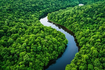 Aerial View of River Winding Through Lush Rainforest.