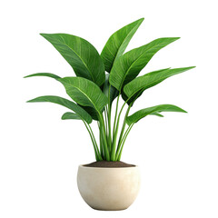 Fototapeta premium 3d illustration of houseplant potted isolated on transparent background