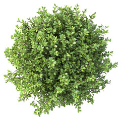 Obraz premium 3d illustration of bush with bird's eye view isolated on white background