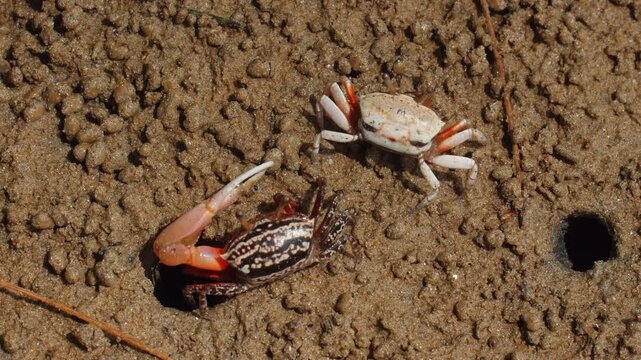 Fiddler crabs on sandy beach interacting near their burrows, displaying their unique claws and natural habitat. Marine Life and Wildlife.
