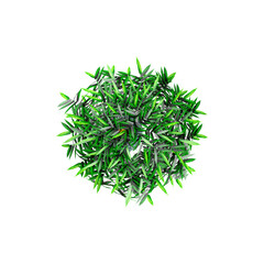 collection of Bambusoideae Plant isolated on transparent Canvas from the top view