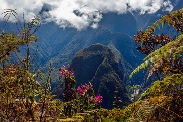 Fototapeta premium Beautiful mountains and wild orchids flowers around Machu Picchu, Peru