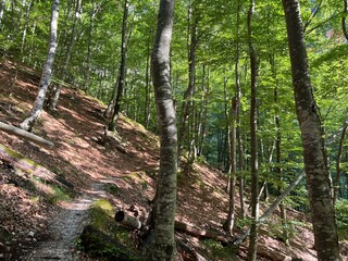 Mixed deciduous forest on the alpine slopes of the Fratarica stream canyon, Log pod Mangartom (Triglav National Park, Slovenia) - Me&scaron;ani listopadni gozd na alpskih pobočjih kanjona potoka Fratarica