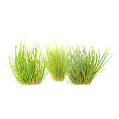 Chinese silver grass Plant isolated on transparent Canvas