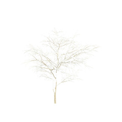 Isolated Snow Covered tree jungle