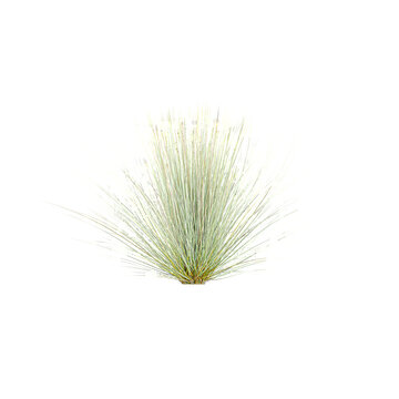 Juncus grass on isolated Canvas