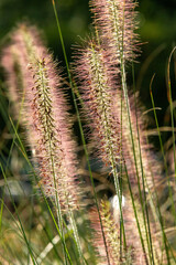 Rohrgras, Lampengras (Pennisetum alopecuroides), Federborstengras, australisches Lampengras