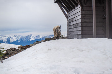Mount Brown fire lookout and Mountain Goat, Trail start at Lake mcdonald lodge, Glacier national...