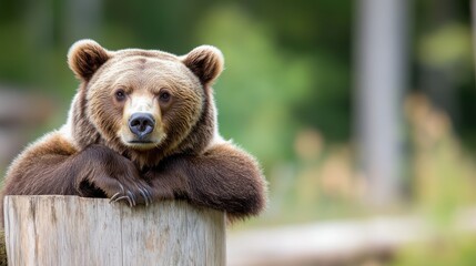 Obraz premium A tranquil bear is resting atop a tree stump in a serene forest environment, creating a peaceful and connecting moment with nature, framed in natural beauty.