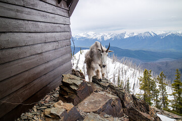 Mount Brown fire lookout and Mountain Goat, Trail start at Lake mcdonald lodge, Glacier national...