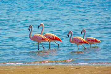 Pink Flamingos in the ocean in Paracas, Peru