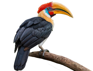 Fototapeta premium toucan on white background
