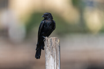 Black Drongo close-up shot. The Black drongo (Dicrurus macrocercus) is a small Asian passerine bird known for its aggressive behavior towards much larger birds that invade its territory.
