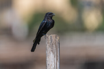 Black Drongo close-up shot. The Black drongo (Dicrurus macrocercus) is a small Asian passerine bird known for its aggressive behavior towards much larger birds that invade its territory.