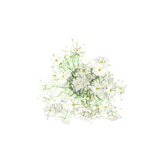 Top view of Common daisy Plant isolated on transparent Canvas © Fouzia