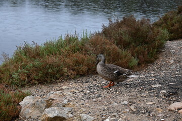 duck on the shore