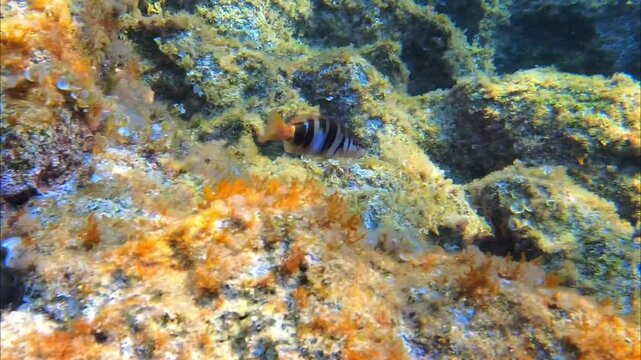 Diving in Mallorca we saw a Serranus scriba fish