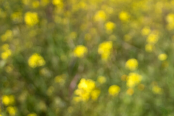 Obraz premium Blurry picture of yellow flowers on green grass