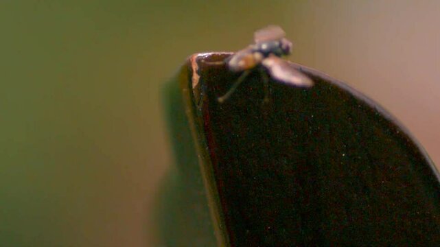 A black bat fly or bot fly on a rusty old knife tip preparing to fly and flying away in slow motion with the background cinematically blurred. Flies wings in slow motion and footage is in close up.