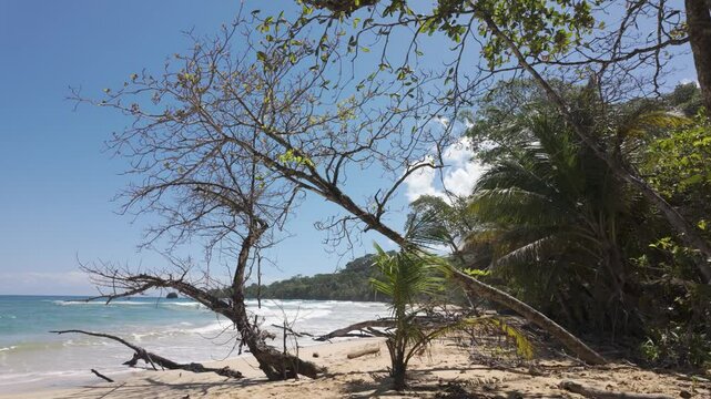 Tropical beach on Bastimentos Island with lush greenery and waves under a clear sunny sky