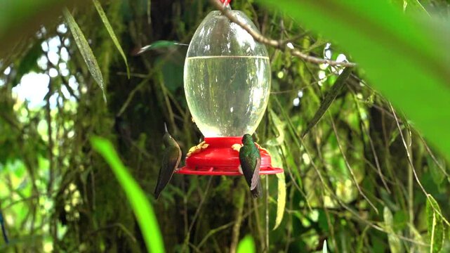 Group Hummingbirds Feeding Slow Motion Jungle Green Landscape