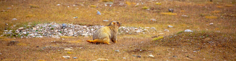 The marmot sits in the grass in the mountains, looks to the side, as if reading your text, studying, showing curiosity, interest. Copy space with place for text. Landscape with wild animals.