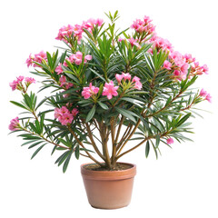 pink chrysanthemum in a pot