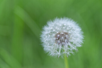 ふわふわなタンポポの綿毛	