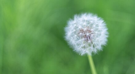 Fototapeta premium ふわふわなタンポポの綿毛 