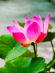 pink Lotus