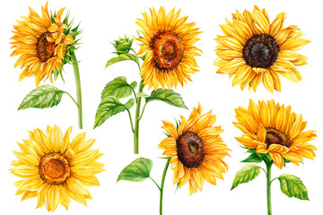 Sunflower watercolor collection yellow flowers with green leaves set, Summer hand-drawn flora design isolated background
