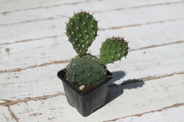 kaktus opuncja kwitnaca kwiat różowy © Perovskia