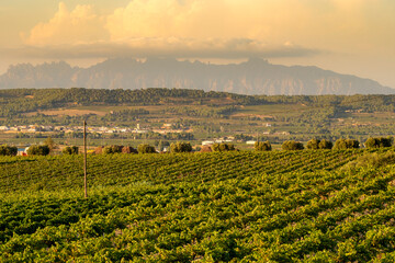 An expansive vineyard under a warm sky, with rows of vines extending towards a distant mountain range, combining elements of nature's beauty and human cultivation.