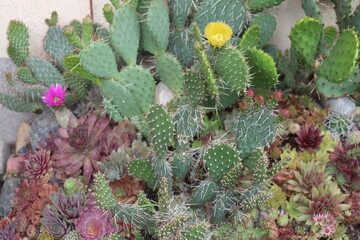 kaktus ogrodowy kwitnący róż opuncja © Perovskia