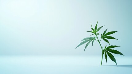 Obraz premium Minimalist view of a single cannabis plant on a plain background, symbolizing cannabis research and biotechnology.