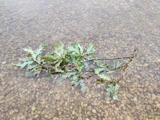 Baumzweig im Wasser am Seeufer